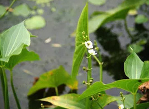 挺水植物-慈姑